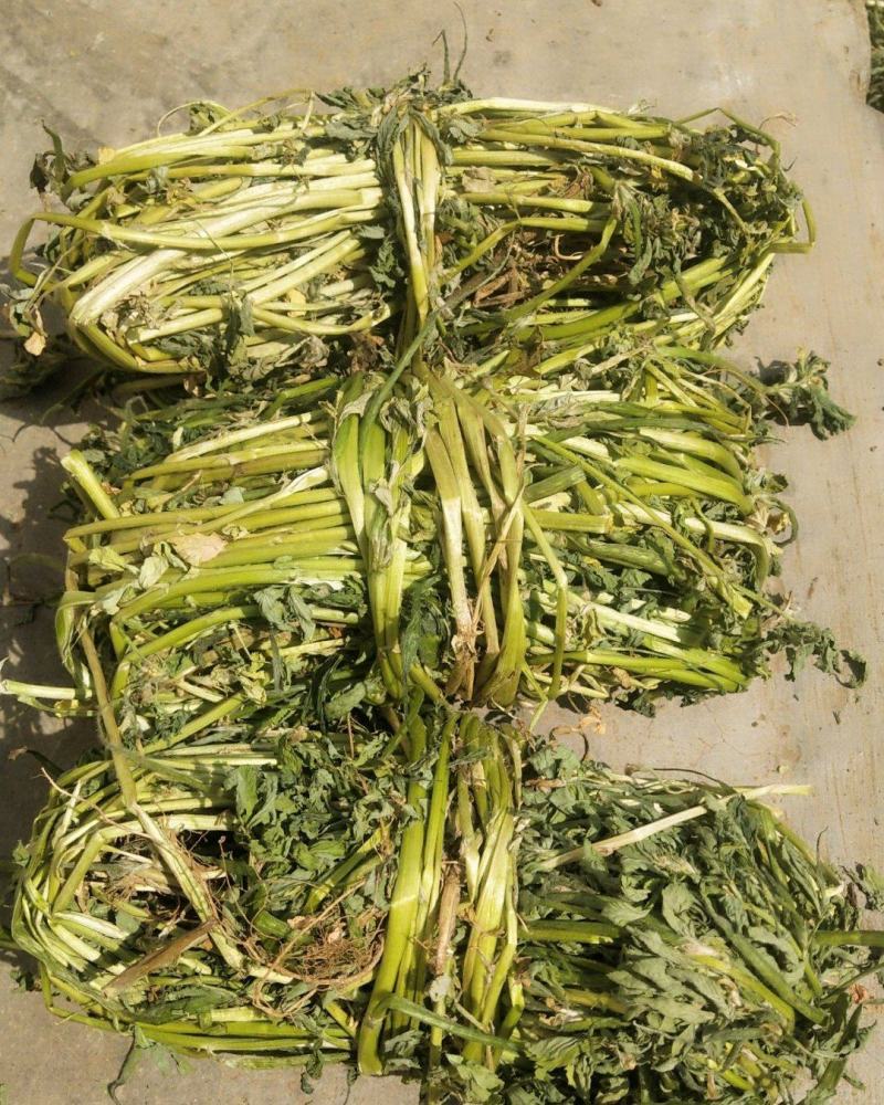 香苜蓿调味调料香料香草凉皮调料香苜蓿香料香豆子花卷蒸馍卤