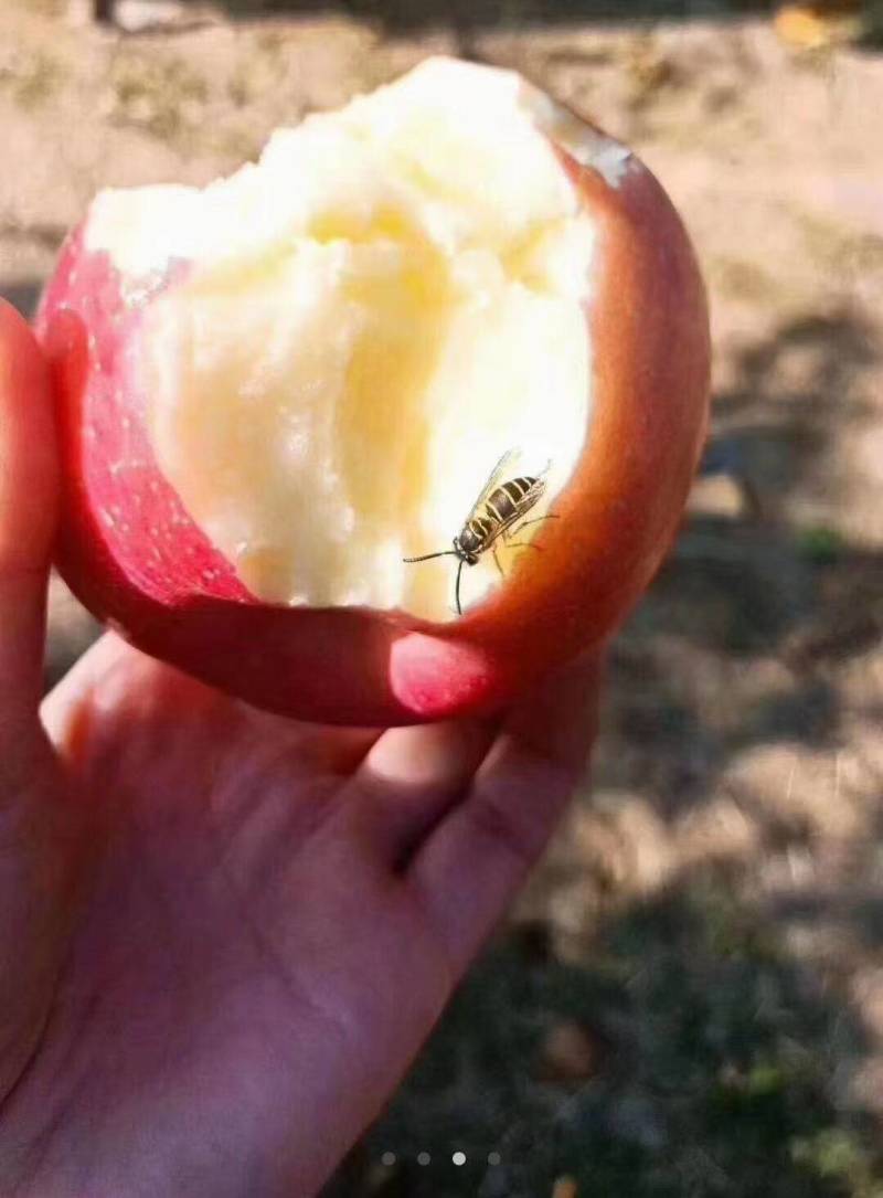 苹果