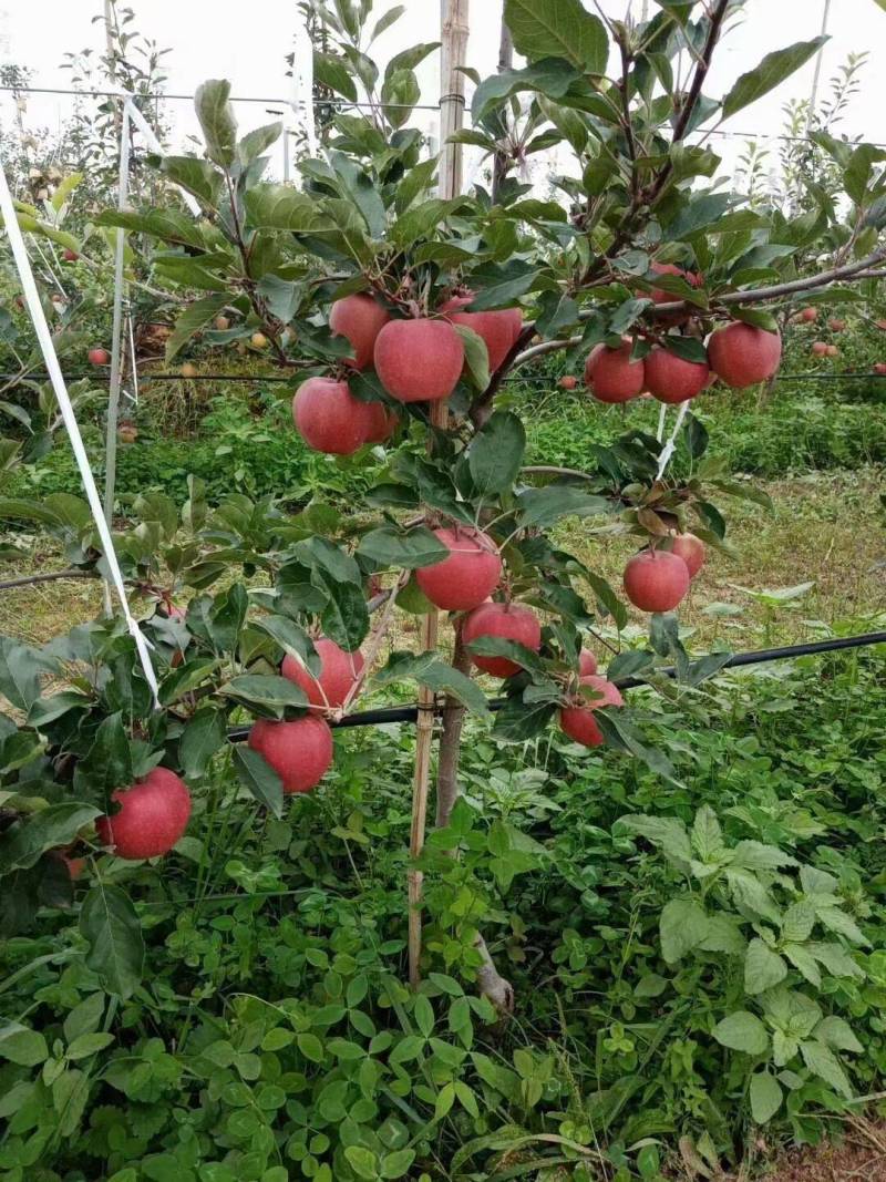 苹果