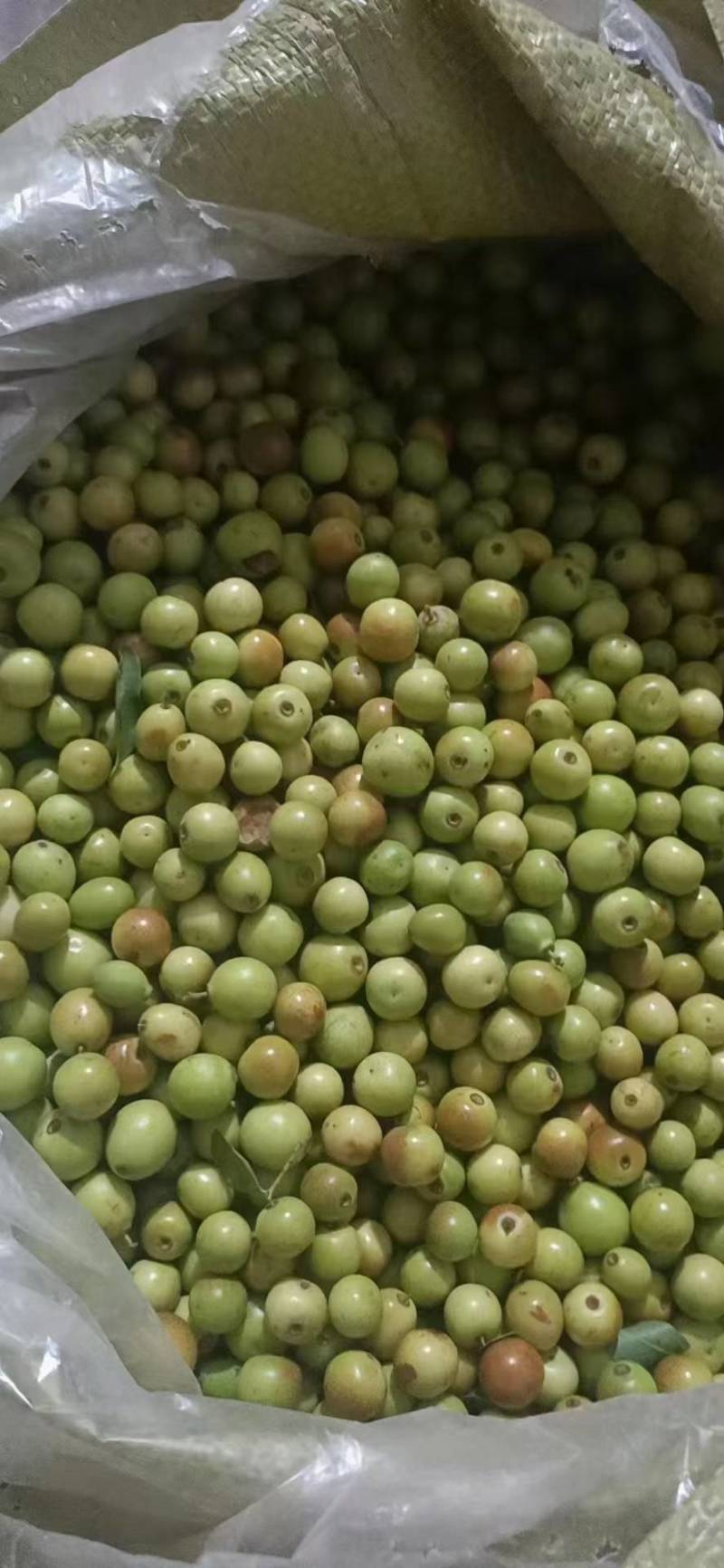 酸枣