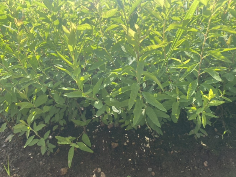 珍珠绣线菊雪柳小苗枝条粗壮根系发达海量批发