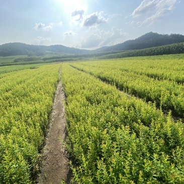 珍珠绣线菊雪柳小苗枝条粗壮根系发达海量批发