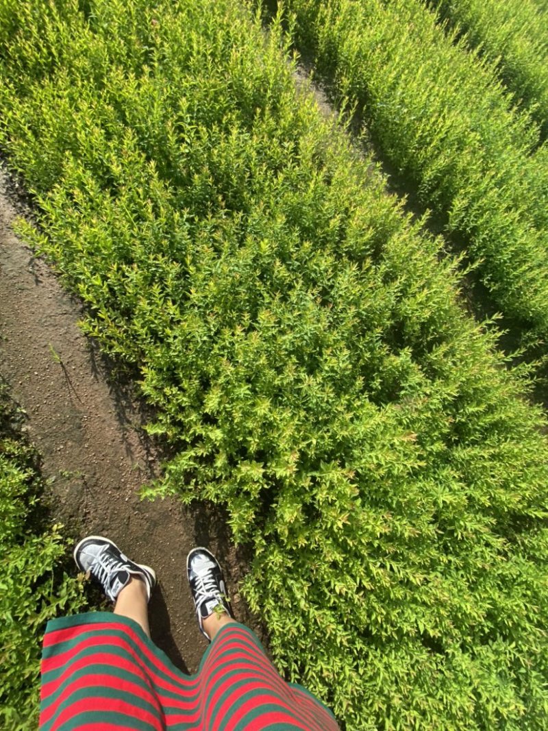 珍珠绣线菊雪柳小苗枝条粗壮根系发达海量批发