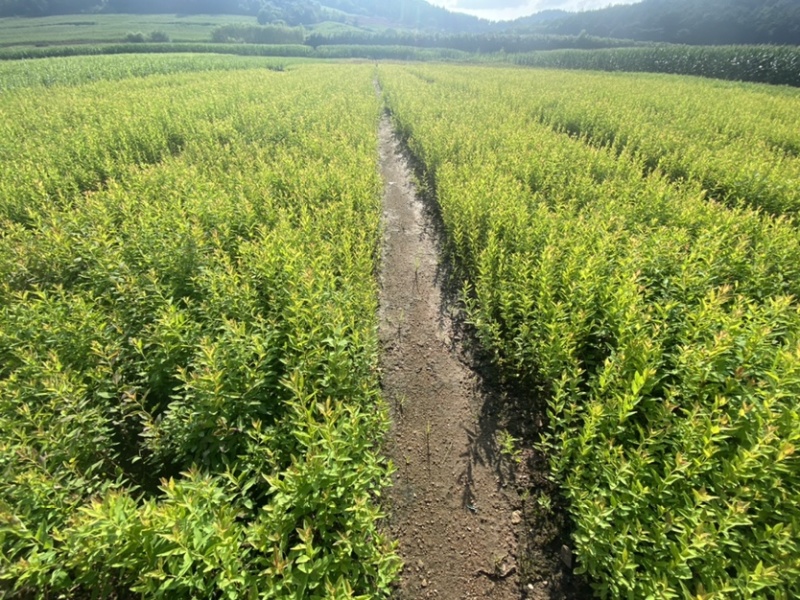 珍珠绣线菊雪柳小苗枝条粗壮根系发达海量批发
