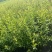 珍珠绣线菊雪柳小苗枝条粗壮根系发达海量批发
