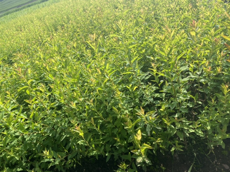 珍珠绣线菊雪柳小苗枝条粗壮根系发达海量批发