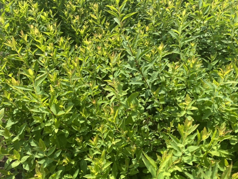 珍珠绣线菊雪柳小苗枝条粗壮根系发达海量批发