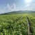 红瑞木小苗枝条粗壮根系发达无冻害。