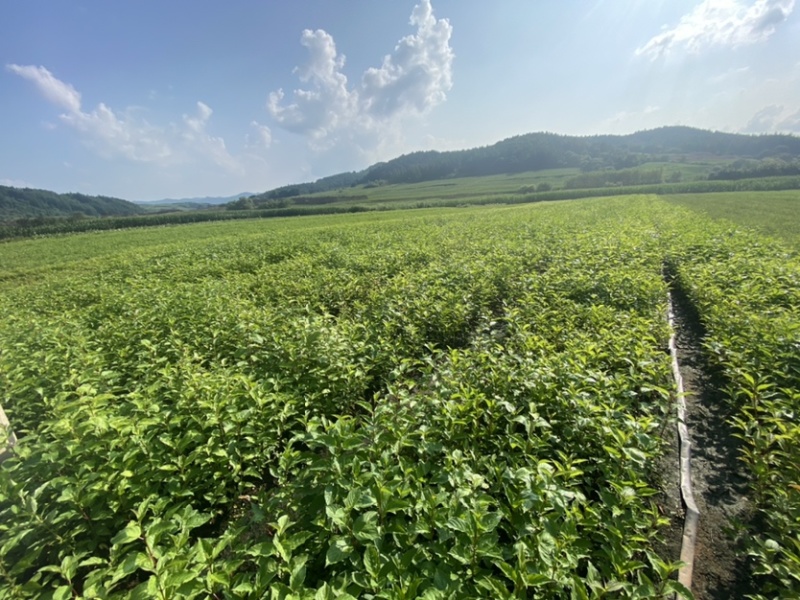 红瑞木小苗枝条粗壮根系发达无冻害。
