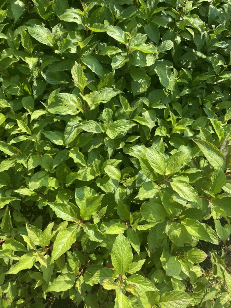 红瑞木小苗枝条粗壮根系发达无冻害。
