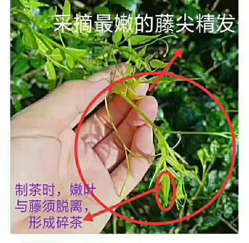 湘西莓茶