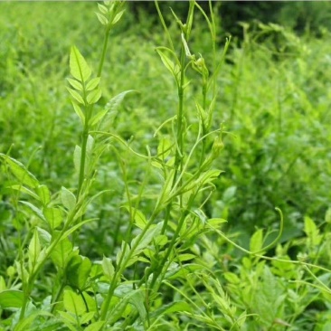 湘西莓茶