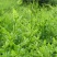 湘西莓茶