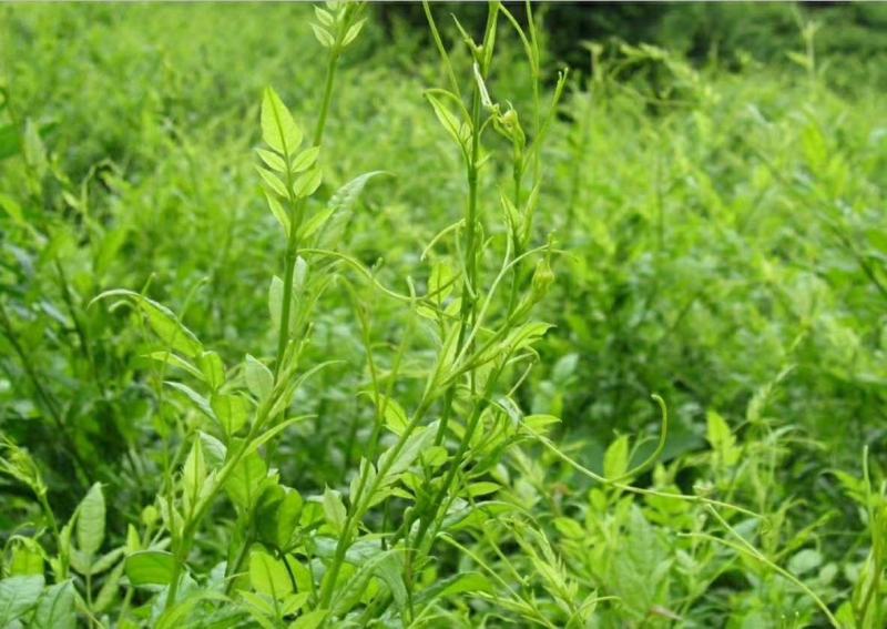 湘西莓茶