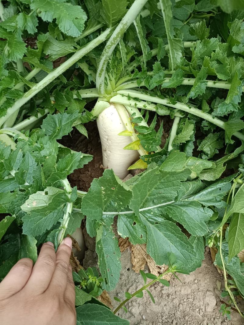 白萝卜