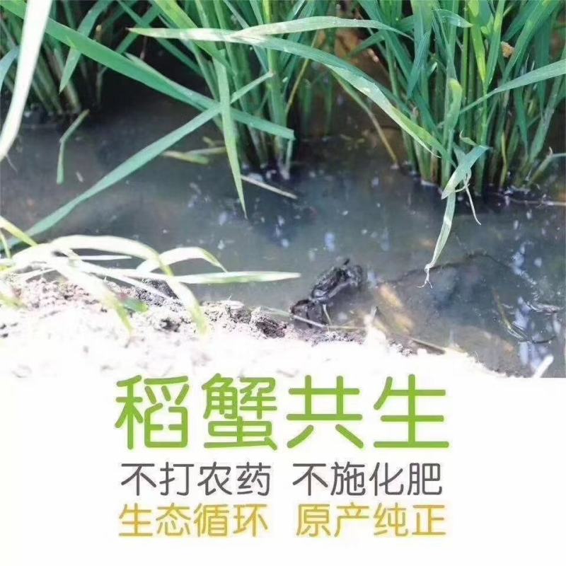 盘锦河蟹一元蟹老头蟹大量上市一次合作终身朋友