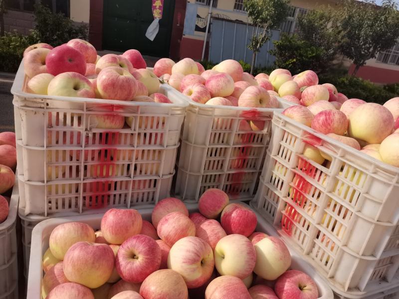 山东纸袋美八，纸袋美八苹果价格，支持全国发货