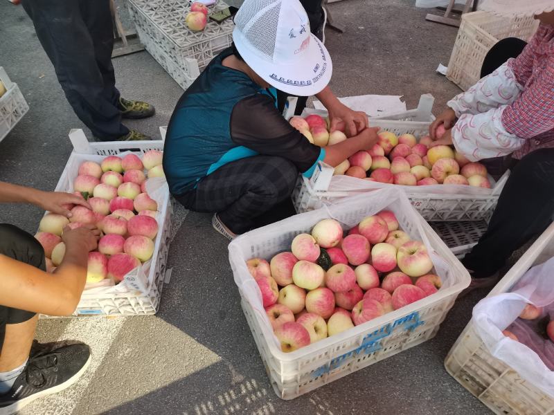 山东纸袋美八，纸袋美八苹果价格，支持全国发货