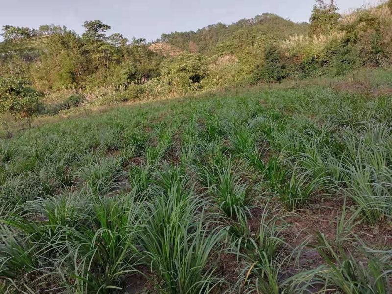 大量出售经过几代驯化家种耐旱优质高产石菖蒲苗