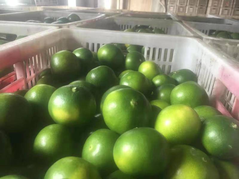 富橘农业专业合作社、特早普早蜜桔大量上市了、厂里接货、无