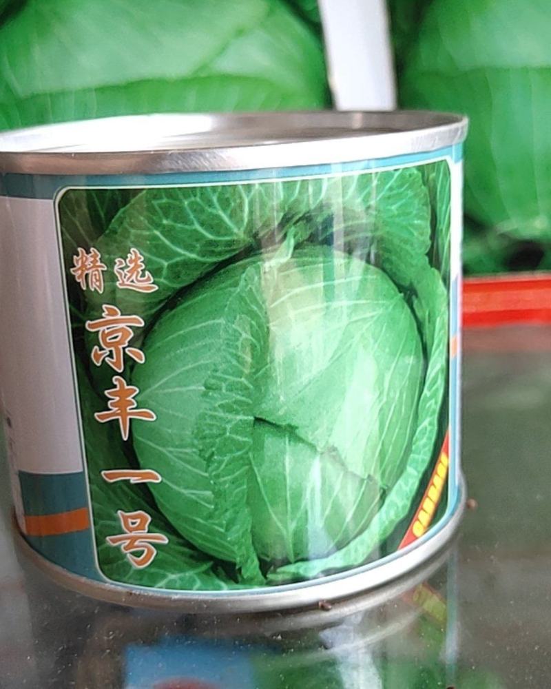 甘蓝包菜种一代杂交70-80天叶色深绿单球3.0kg