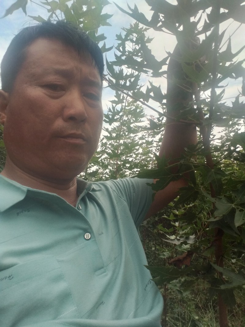 【枫树】元宝枫树现挖现发看视频看货欢迎咨询