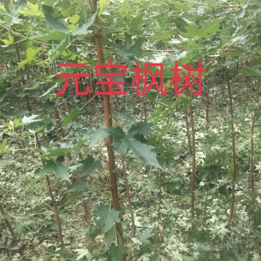 【枫树】元宝枫树现挖现发看视频看货欢迎咨询
