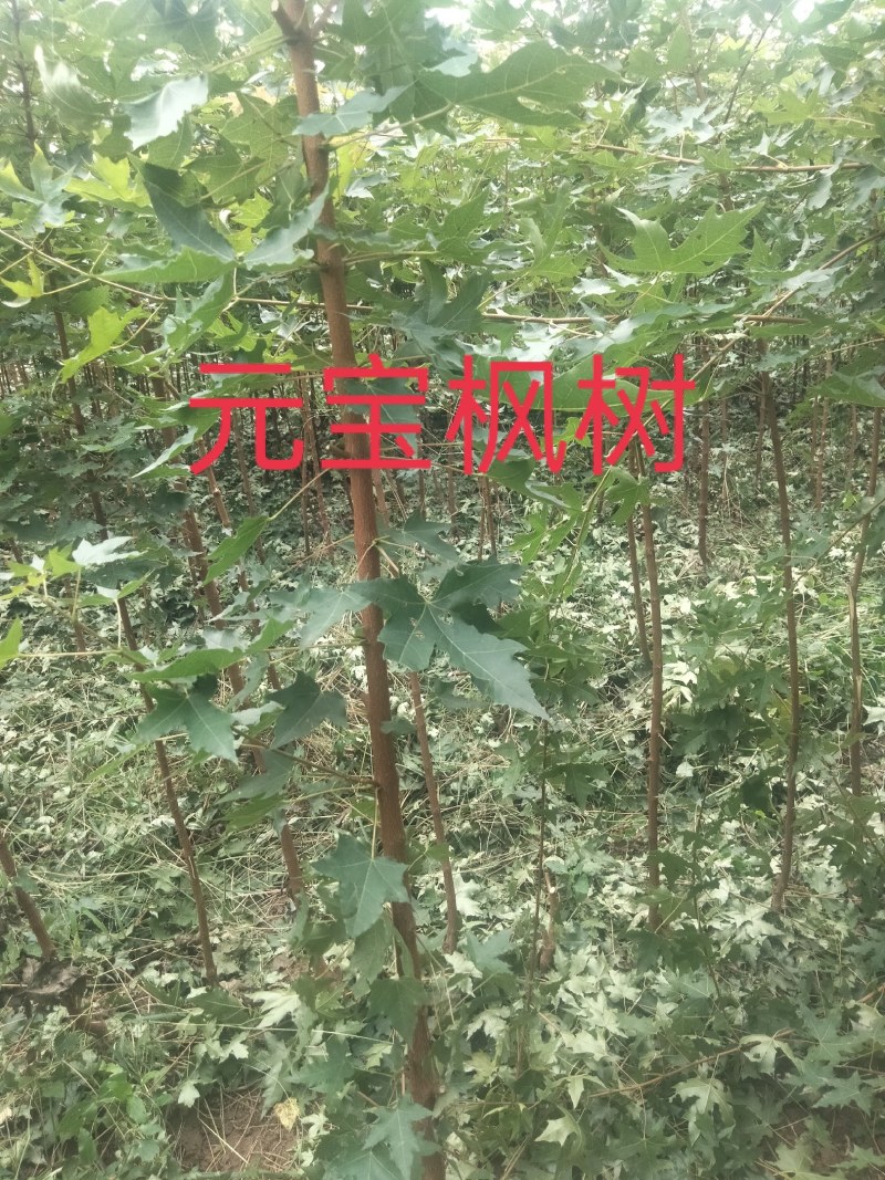 【枫树】元宝枫树现挖现发看视频看货欢迎咨询