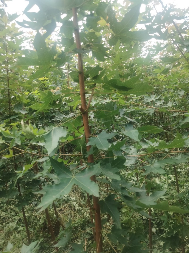 【枫树】元宝枫树现挖现发看视频看货欢迎咨询