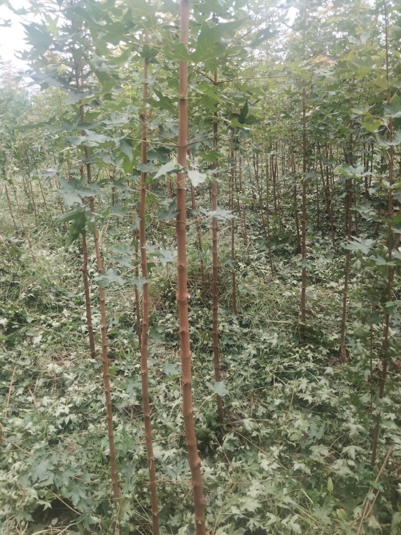 【枫树】元宝枫树现挖现发看视频看货欢迎咨询