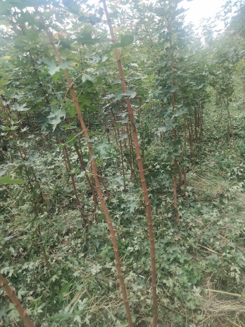 【枫树】元宝枫树现挖现发看视频看货欢迎咨询
