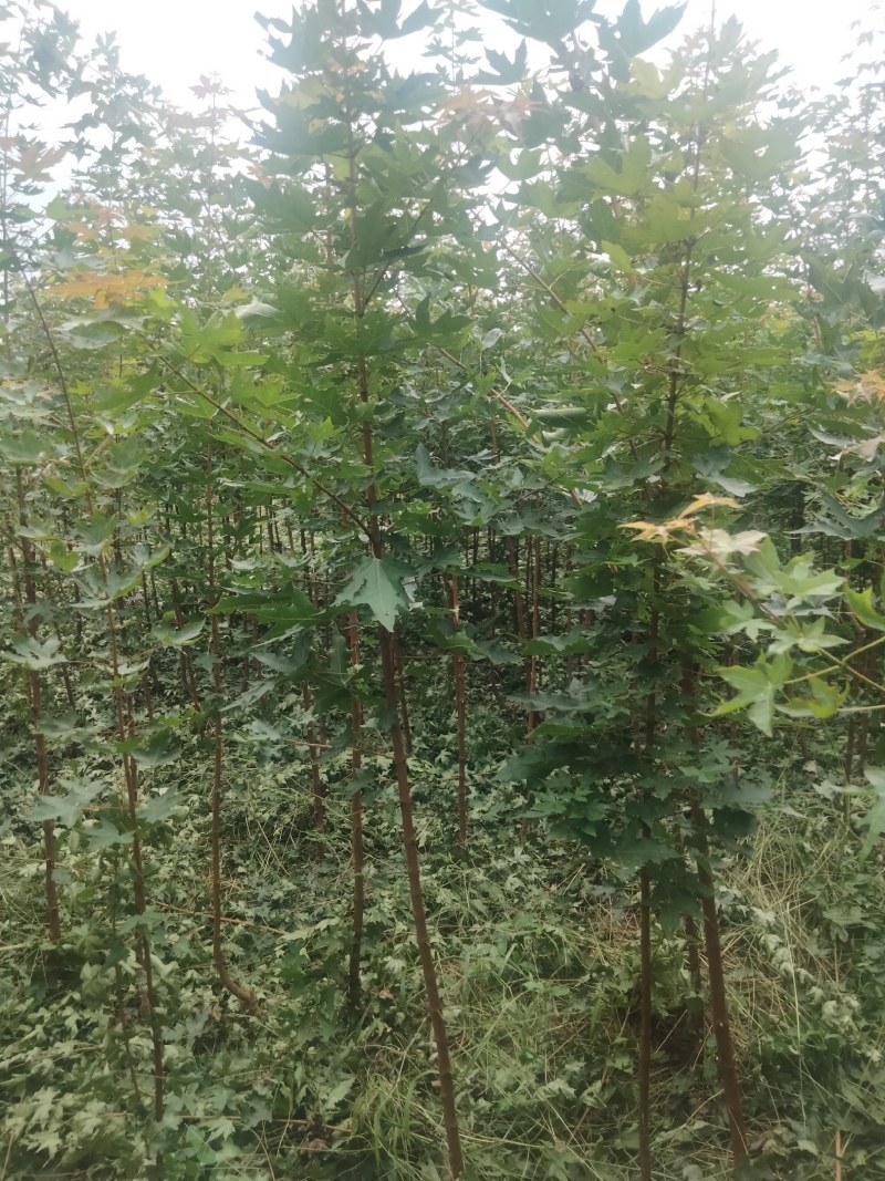 【枫树】元宝枫树现挖现发看视频看货欢迎咨询