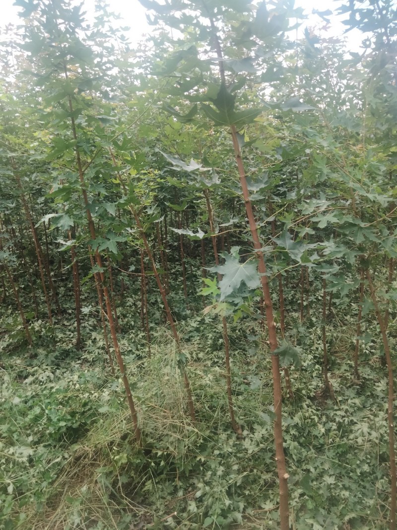 【枫树】元宝枫树现挖现发看视频看货欢迎咨询