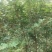 【枫树】元宝枫树现挖现发看视频看货欢迎咨询