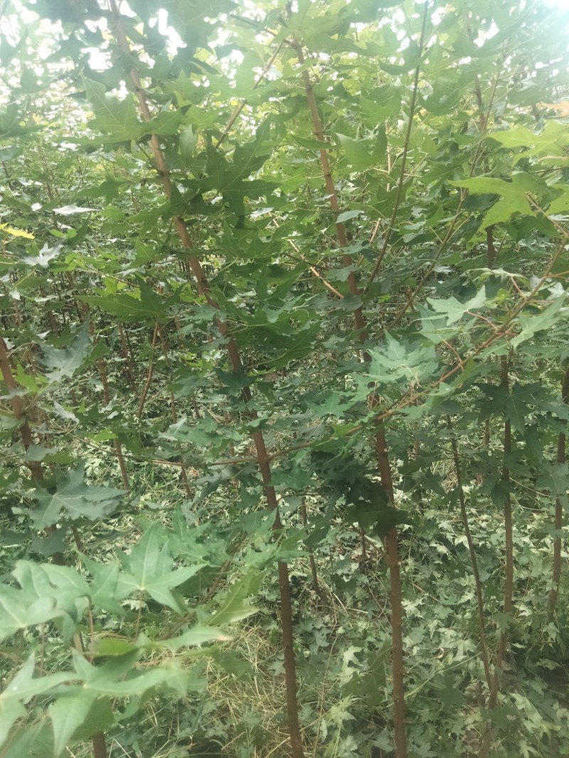 【枫树】元宝枫树现挖现发看视频看货欢迎咨询