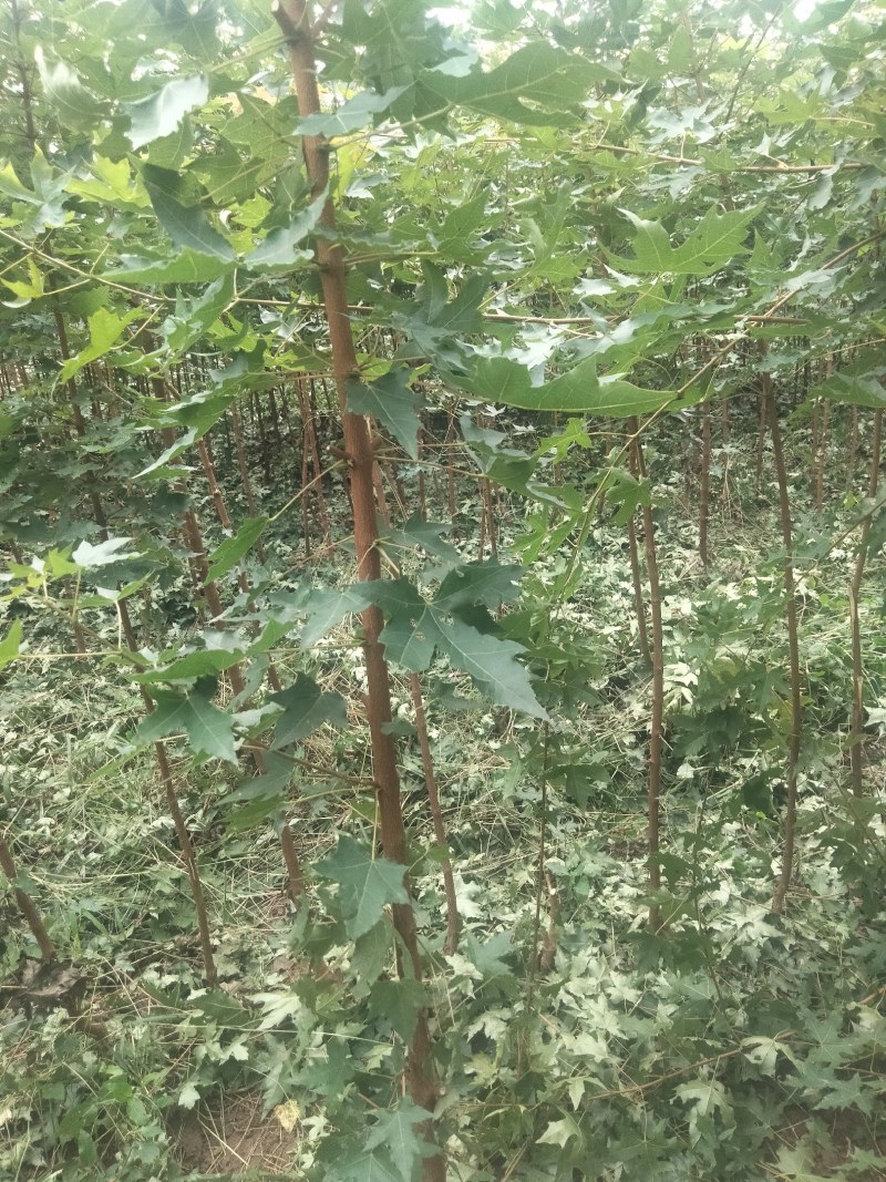 【枫树】元宝枫树现挖现发看视频看货欢迎咨询