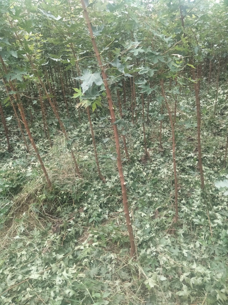【枫树】元宝枫树现挖现发看视频看货欢迎咨询