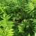珍珠梅大苗小苗产地供应大量优惠