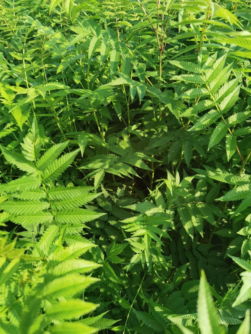 珍珠梅大苗小苗产地供应大量优惠