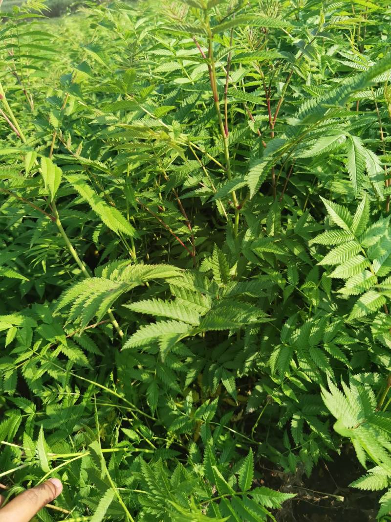 珍珠梅大苗小苗产地供应大量优惠