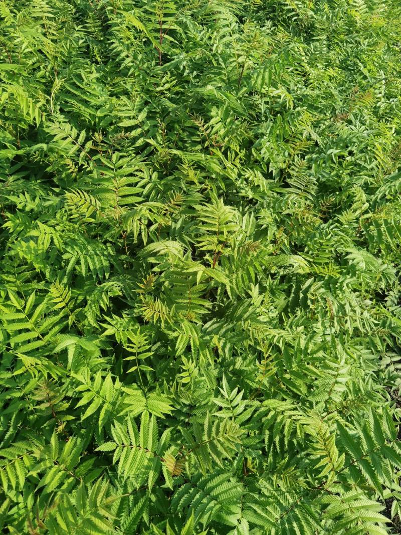 珍珠梅大苗小苗产地供应大量优惠