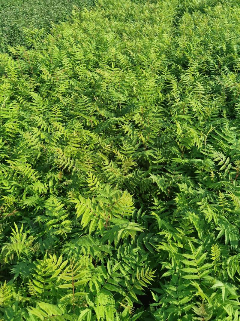 珍珠梅大苗小苗产地供应大量优惠