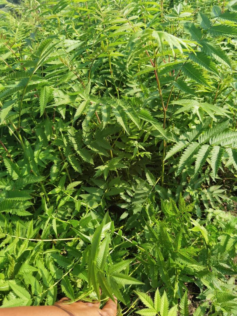 珍珠梅大苗小苗产地供应大量优惠