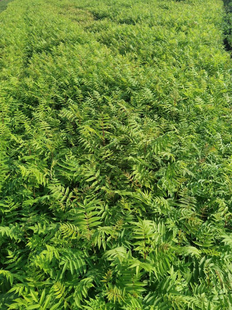 珍珠梅大苗小苗产地供应大量优惠