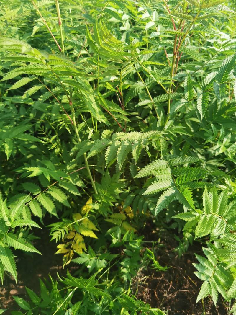珍珠梅大苗小苗产地供应大量优惠