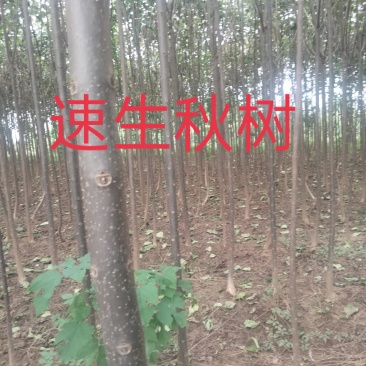 【清香木苗】速生秋树现挖现发提供技术欢迎咨询