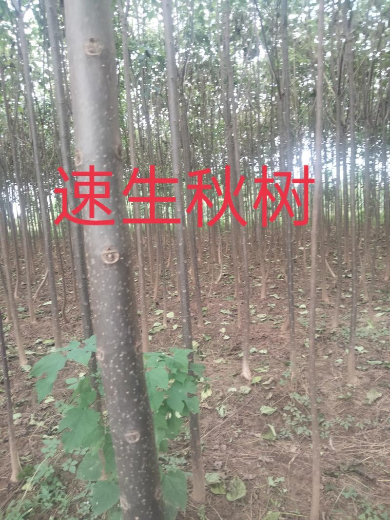 【清香木苗】速生秋树现挖现发提供技术欢迎咨询