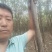 【清香木苗】速生秋树现挖现发提供技术欢迎咨询