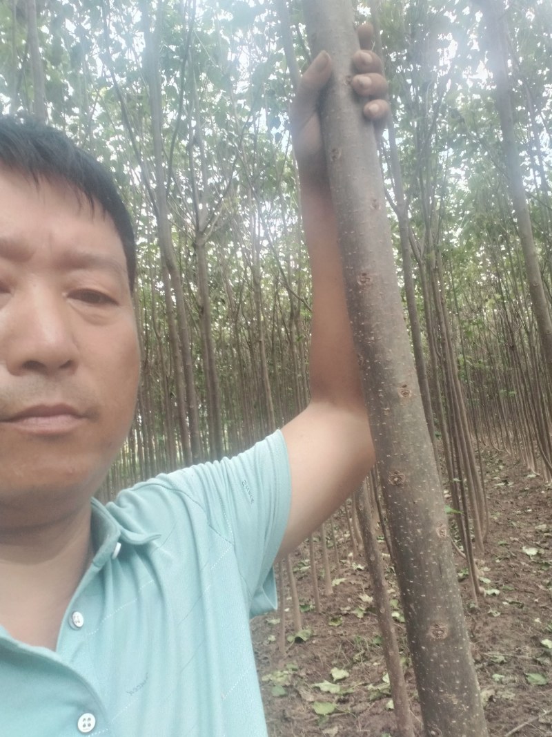 【清香木苗】速生秋树现挖现发提供技术欢迎咨询