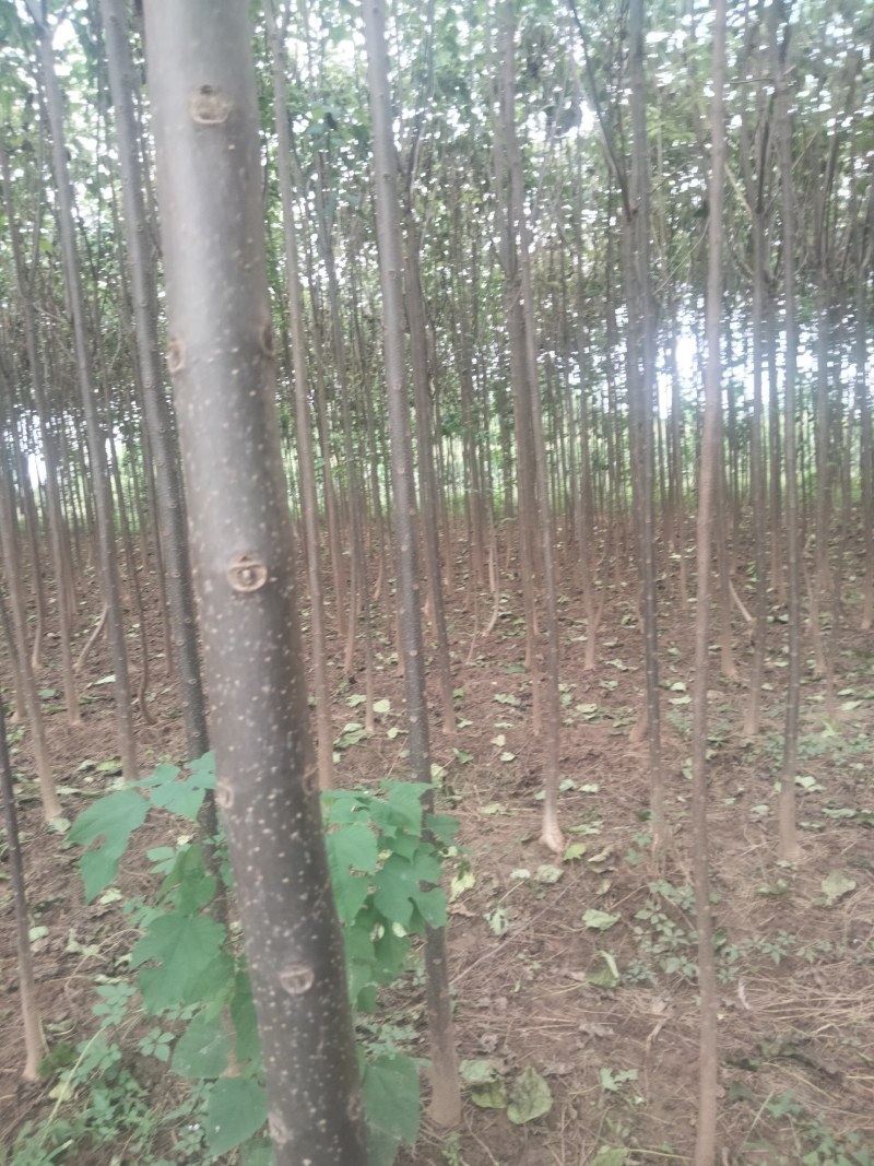 【清香木苗】速生秋树现挖现发提供技术欢迎咨询
